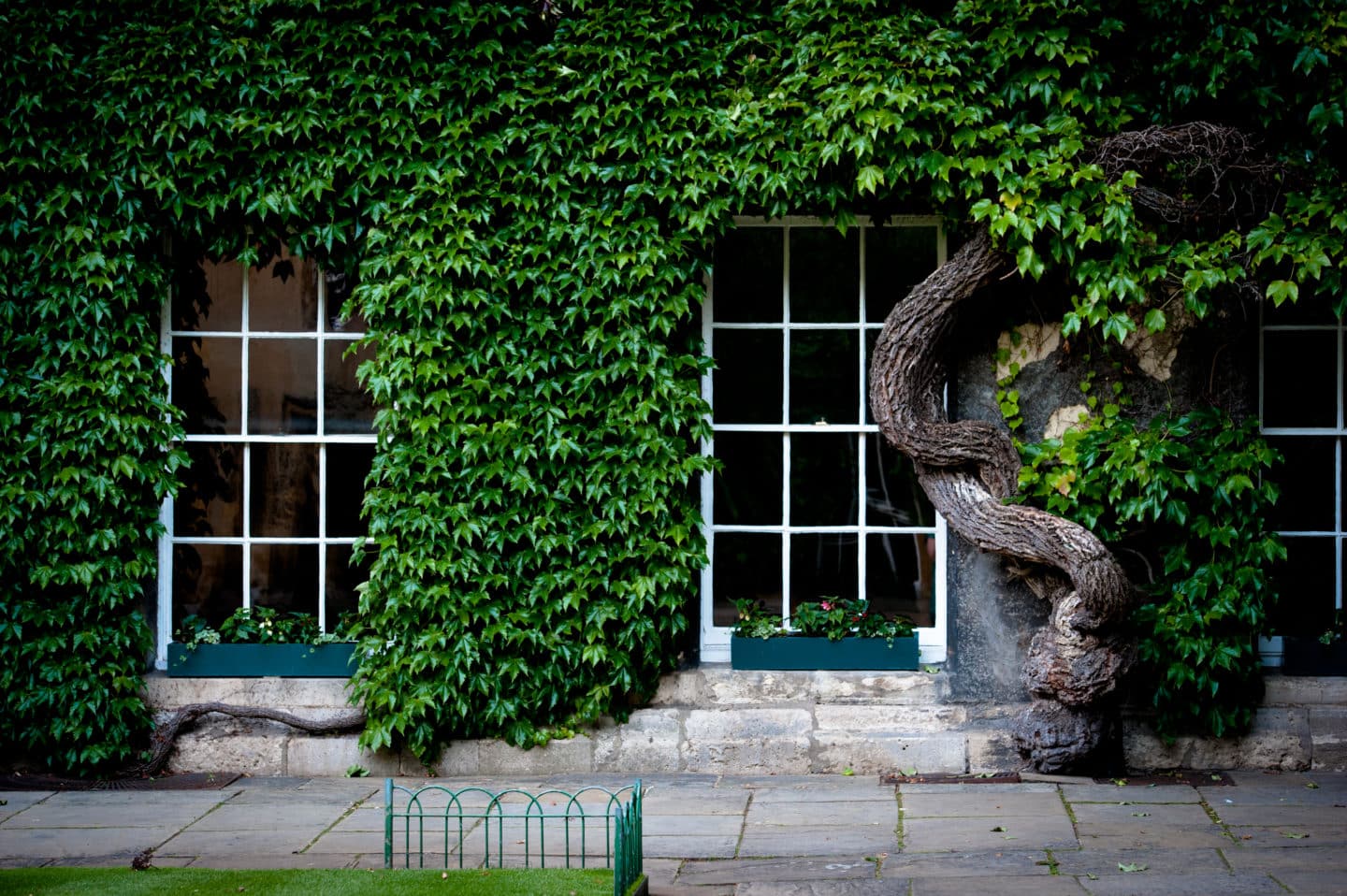 Lincoln College Front Quad covered in bright green ivy