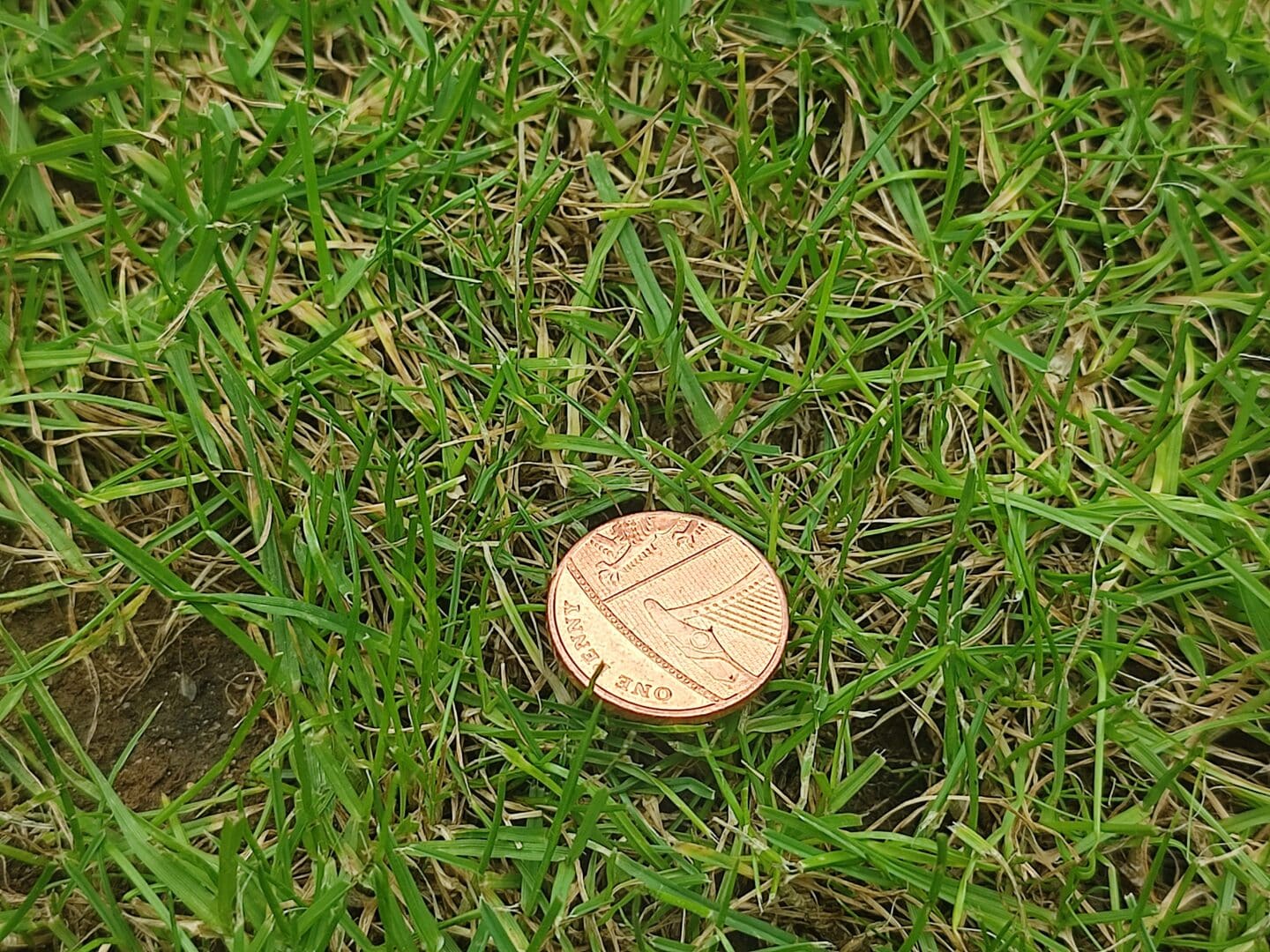 A single penny lying on the grass