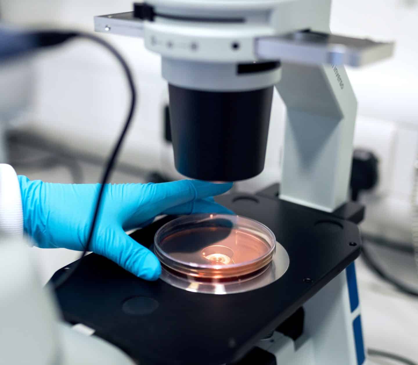 Gloved hands positioning a sample under a microscope