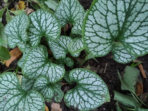 A mass of heart-shaped leaves almost totally silvered